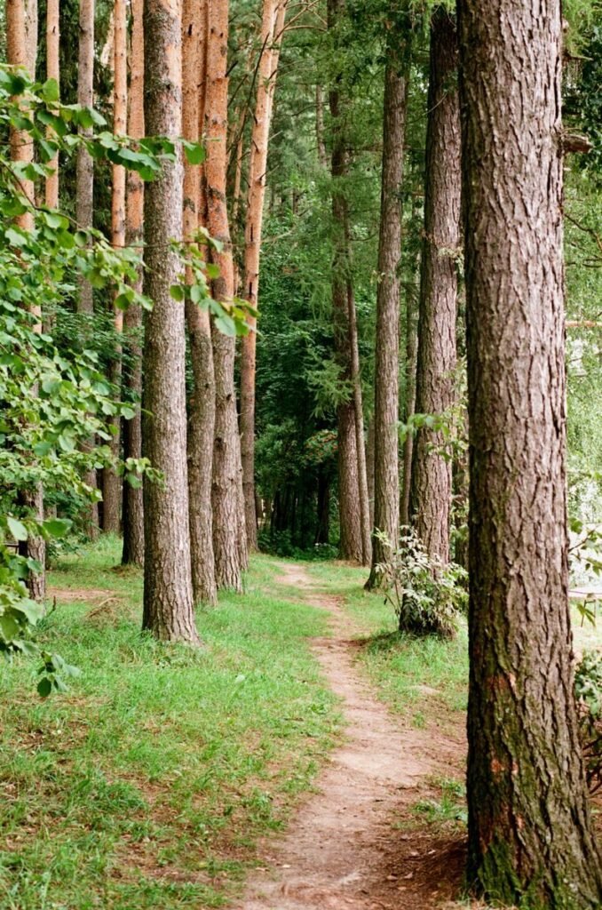 A forest path lined with tall pine trees